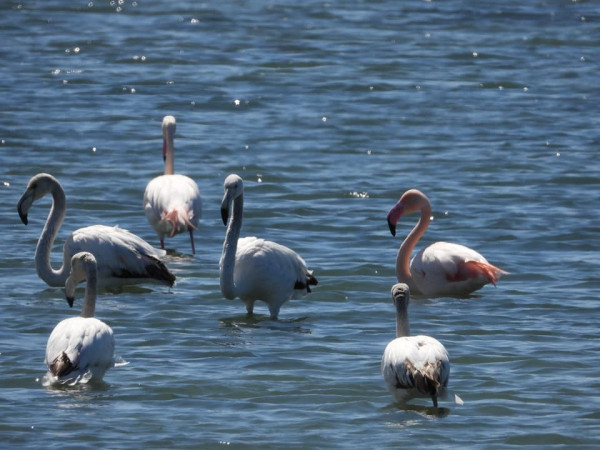 Birdwatching at Pishë Poro - Nartë Landscape (Embankment – ​​Poro's Forest)