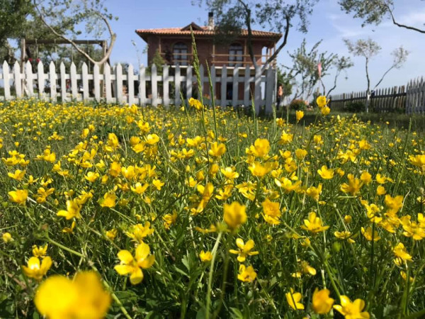 Juniperus Village House